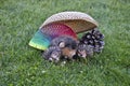 Hedgehogs are playing with the slinky on the lawn