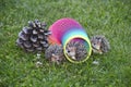 Hedgehogs are playing with the slinky on the lawn next to pine cone