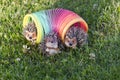 3 hedgehogs in the slinky on the lawn