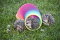 3 hedgehogs in the slinky on the lawn