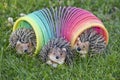 3 hedgehogs in the slinky on the lawn