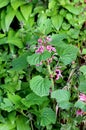 Hedgenettle or Stachys flowering plant with thick dark green leaves and pink flowers surrounded with other densely planted garden