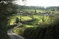 Hedgerow along a country lane in Devon England UK