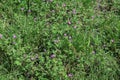 Hedgerow Crane\'s-bill (Geranium pyrenaicum Royalty Free Stock Photo