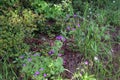 Hedgerow Crane\'s-bill (Geranium pyrenaicum Royalty Free Stock Photo