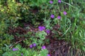 Hedgerow Crane's-bill (Geranium pyrenaicum Royalty Free Stock Photo