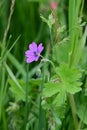 Hedgerow Cranesbill - Geranium pyrenaicum, Norfolk, England, UK.