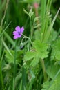 Hedgerow Cranesbill - Geranium pyrenaicum, Norfolk, England, UK.