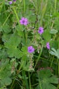 Hedgerow Cranesbill - Geranium pyrenaicum, Norfolk, England, UK.