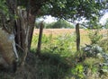 Hedgerow with fenced field