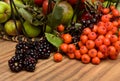 Hedgerow Fruits Royalty Free Stock Photo
