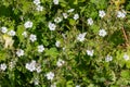 Hedgerow geraniums (geranium pyrenaicum Royalty Free Stock Photo
