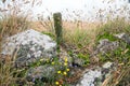 Hedgerow near porthgawwa in cornwall, uk, england Royalty Free Stock Photo