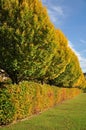 Hedgerow and Trees in Autumn