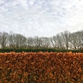Hedgerows and Trees in Winter Royalty Free Stock Photo