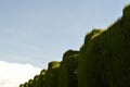 Hedges inside the Alhambra in Granada, Spain