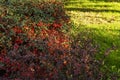 Hedges with a large amount of red berries and grass between cobbled paths in an urban park bathed in some rays of sun Royalty Free Stock Photo