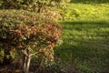 Hedges with red berries, trees and grass between cobbled paths in an urban park bathed in some rays of sun Royalty Free Stock Photo