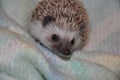 Hedgie named Pan Royalty Free Stock Photo