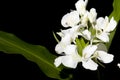 Hedychium