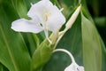 Hedychium coronarium, White garland lily, White ginger lily