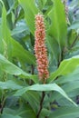 Hedychium densiflorum Assam Orange