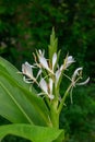 Himalayan Ginger Lily Hedychium forrestii, white flowers