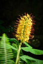 Hedychium gardnerianum aka the Kahili ginger, Kahila garland-lily or ginger lily flower