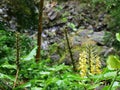 Hedychium gardnerianum plant in Azores in Portugal