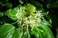 Hedychium spicatum, white, fan-shaped flower, commonly known as spiked ginger lily, or perfume ginger, with vivid green leaves