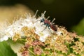 Hedychrum Nobile (jewel wasp