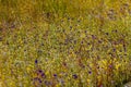 Hedyotis sp. flower mix Utricularia bifida