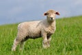 Heedful lamb Royalty Free Stock Photo
