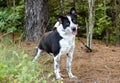 Heeler Border Collie Cattledog mixed breed dog