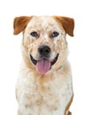 Heeler Dog Mixed Breed Sitting on White Royalty Free Stock Photo