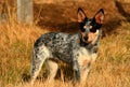 Heeler Pup 25