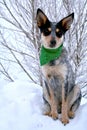 Heeler Pup 37 Royalty Free Stock Photo