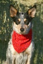 Heeler Pup 39