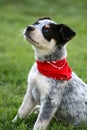 Heeler Pup 7 Royalty Free Stock Photo