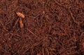 Heep of Fern root Compost substrate. Background. Royalty Free Stock Photo