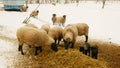 Sheep Suffolk lambs bio winter organic farm ewe corn silage fodder feeding baby flock white herd British breed domestic Royalty Free Stock Photo