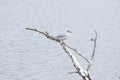 Wildlife near Danube river near Regensburg city, Germany Royalty Free Stock Photo