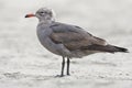 Heermann-meeuw, Heermanns Gull, Larus heermanni