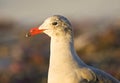 Heermann-meeuw, Heermanns Gull, Larus heermanni