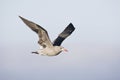 Heermann-meeuw, Heermanns Gull, Larus heermanni