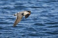 Heermann-meeuw, Heermanns Gull, Larus heermanni