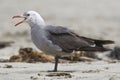 Heermann-meeuw, Heermanns Gull, Larus heermanni