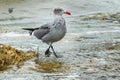 Heermann's Gull Royalty Free Stock Photo