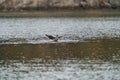 Heermann`s Gull dancing and playing at seaside Royalty Free Stock Photo