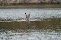 Heermann`s Gull dancing and playing at seaside